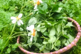 Rau mọc hoang không ai hái bỗng hóa đặc sản giá "cao vút"