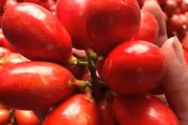 Quả dại xưa rụng đầy gốc, nay dân chi tiền triệu lùng mua