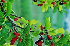 4 loại cây trồng trước nhà tưởng lành hóa dữ, xui đủ đường 