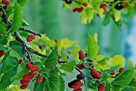 4 loại cây trồng trước nhà tưởng lành hóa dữ, xui đủ đường 