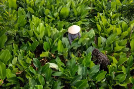 Thủ phủ lá dong lớn nhất Hà Nội tất bật vào vụ Tết