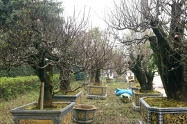 Đào cổ thụ giá thuê trăm triệu hút khách chơi Tết Bính Ngọ 2026