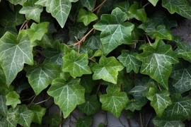 Những loại cây không nên trồng trong phòng khách kẻo 'mất lộc'