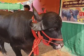 Con trâu được trả 1,4 tỷ đồng, chủ nhân quyết từ chối 