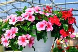 6 loại hoa dễ trồng như cỏ dại, hút lộc quanh năm 