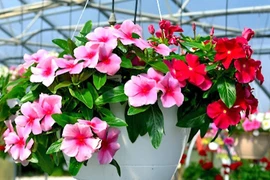 6 loại hoa dễ trồng như cỏ dại, hút lộc quanh năm 