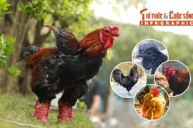 [INFOGRAPHIC] 5 giống gà đắt nhất thế giới