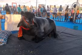 Sửng sốt con trâu khổng lồ 1,5 tấn, giá hơn 100 tỷ đồng