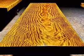 Tò mò loại gỗ quý hơn vàng ròng, không ai dám trồng