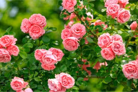 6 loài hoa không sợ lạnh, "vứt xó" vẫn nở hoa