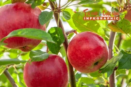 [INFOGRAPHIC] Loại táo đắt nhất hành tinh, nửa triệu đồng/quả