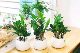4 loại cây được ví như "thần giữ của" nếu trồng trong nhà