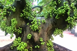 4 loại cây trồng trong nhà hút tiền vào "như nước lũ"