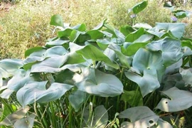 Rau dại xưa cho lợn ăn nay thành đặc sản 90.000 đồng/kg