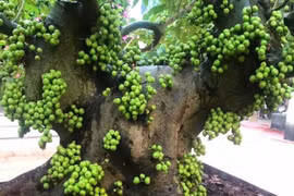 4 loại cây trồng trong nhà hút tiền vào "như nước lũ"