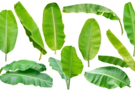 Bất ngờ loại lá bỏ đi giúp Việt Nam kiếm 30 tỷ đồng/năm