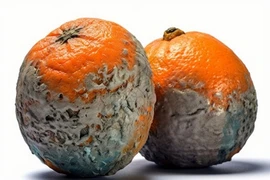 Bất ngờ quả mốc meo giá tiền triệu vẫn hút khách 