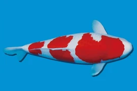 Con cá Koi giá lên tới 47 tỷ đồng giờ ra sao? 