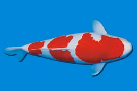 Con cá Koi giá lên tới 47 tỷ đồng giờ ra sao? 