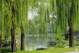 4 loại cây trồng trong nhà dễ hao tài, mất lộc