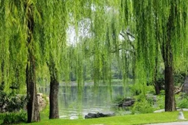 4 loại cây trồng trong nhà dễ hao tài, mất lộc