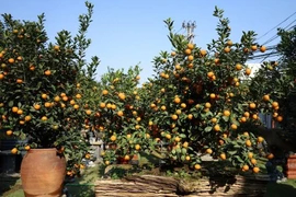 Thủ phủ quất Tứ Liên đắt khách dịp Tết Bính Ngọ 2026