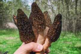 Cây dại mọc hoang ven rừng 13 triệu đồng/kg vẫn đắt khách 