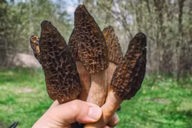 Cây dại mọc hoang ven rừng 13 triệu đồng/kg vẫn đắt khách 