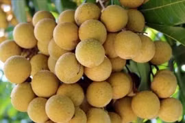 Nhãn Ido bất ngờ tăng giá mạnh