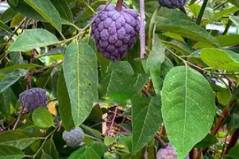 Na tím độc lạ vài trăm nghìn đồng/kg có gì đặc biệt? 