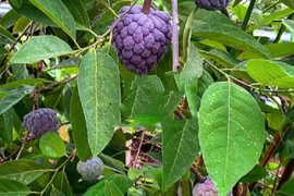 Na tím độc lạ vài trăm nghìn đồng/kg có gì đặc biệt? 