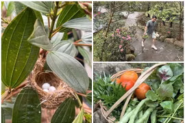 Nhà vườn 'đất lành chim đậu' của 'ông hoàng nhạc đỏ' Trọng Tấn 