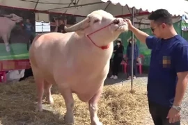 Con trâu bạch tạng được trả gần 4 tỷ, chủ quyết không bán