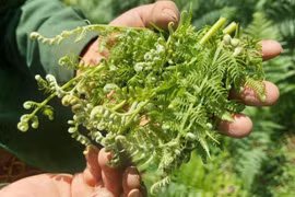 Rau dại ven suối bất ngờ thành đặc sản 200.000 đồng/kg 