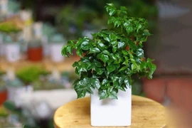 4 cây cảnh đặt phòng khách "hút tiền vào như nước"