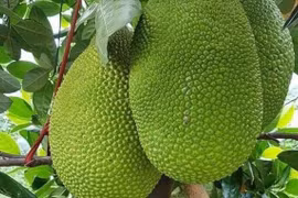 Giá mít tăng mạnh do nhu cầu xuất khẩu