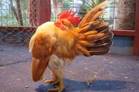 Tận thấy giống gà quý tộc trăm triệu đồng một con