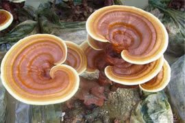 Độc lạ nấm linh chi bonsai đắt ngang xe máy 