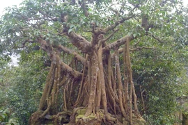 5 loại cây trước nhà không nên chặt kẻo tán tài