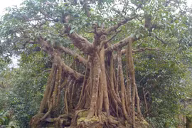 5 loại cây trước nhà không nên chặt kẻo tán tài