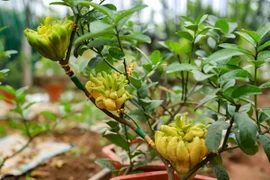 Ngắm phật thủ bonsai gây sốt trước Tết Nguyên đán 2026