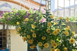 6 loại hoa treo dễ trồng, làm đẹp ban công dịp Tết