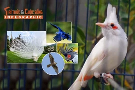 [INFOGRAPHIC] 5 loài chim đắt đỏ được giới siêu giàu chọn làm thú cưng