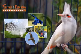 [INFOGRAPHIC] 5 loài chim đắt đỏ được giới siêu giàu chọn làm thú cưng