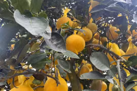 Bưởi Diễn đổ bộ TP HCM sớm, giá bán tăng cao 