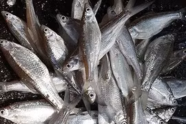 Loại cá trước cho lợn ăn, nay thành đặc sản 300.000 đồng/kg 