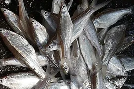 Loại cá trước cho lợn ăn, nay thành đặc sản 300.000 đồng/kg 