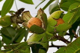 Loại quả "tốt nhất thế giới" có ở Việt Nam, 200.000 đồng/kg