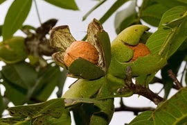 Loại quả "tốt nhất thế giới" có ở Việt Nam, 200.000 đồng/kg