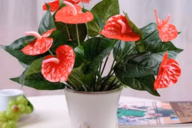 5 cây hoa đỏ dáng nhỏ tạo điểm nhấn cho căn nhà dịp Tết